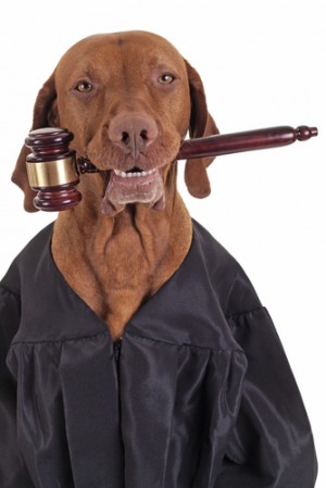 Lawyer sues IRS to recognize her dog as legal dependent