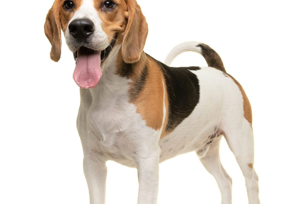 Attorney will stand trial for leading break-in at beagle breeding farm
