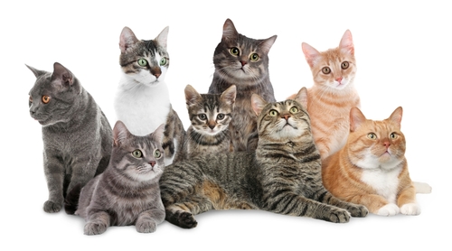 Scammer who tortured cats hit with state’s harshest animal abuse penalty